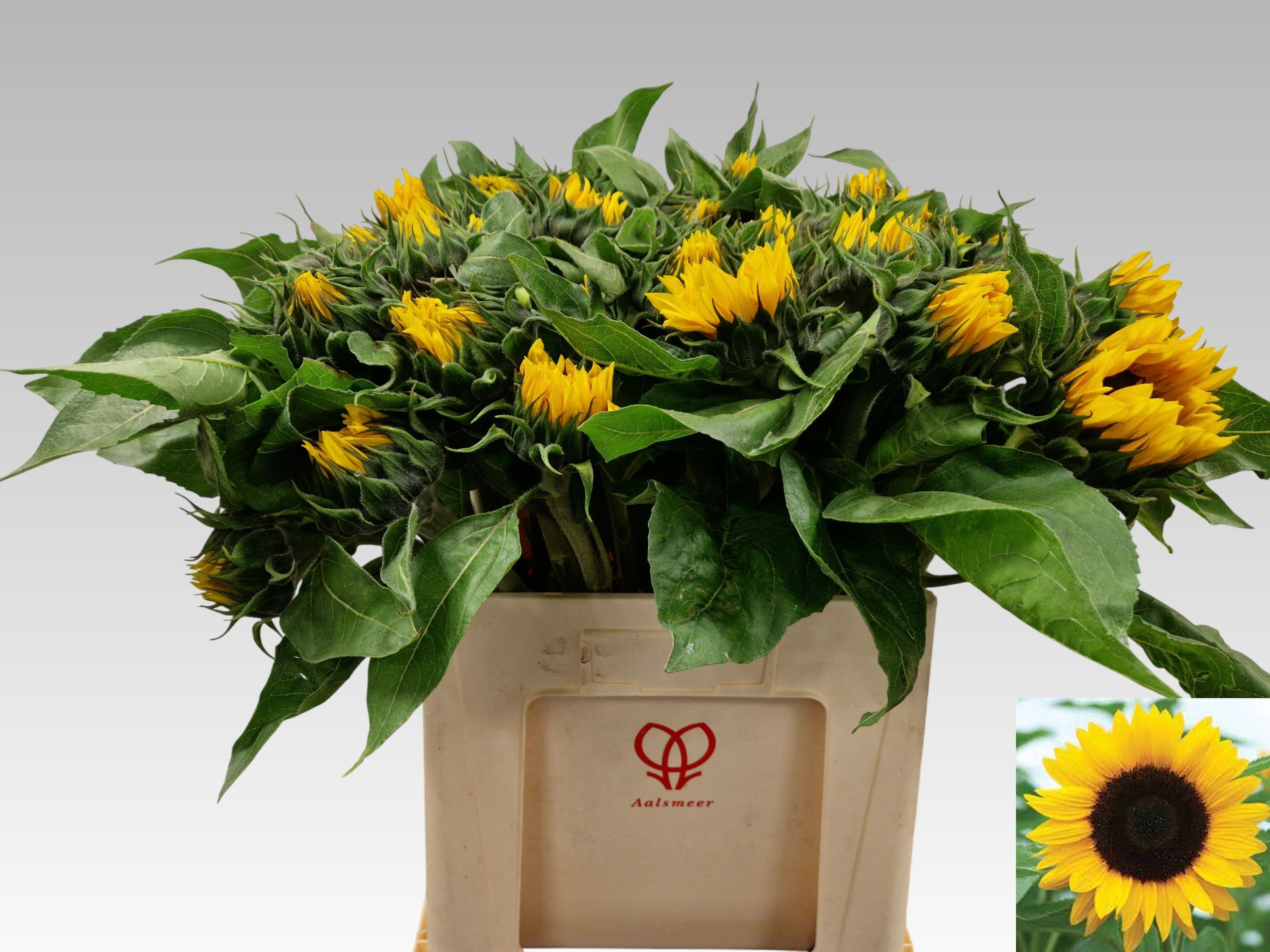 Helianthus Sunrich Or 60cm 10Ø