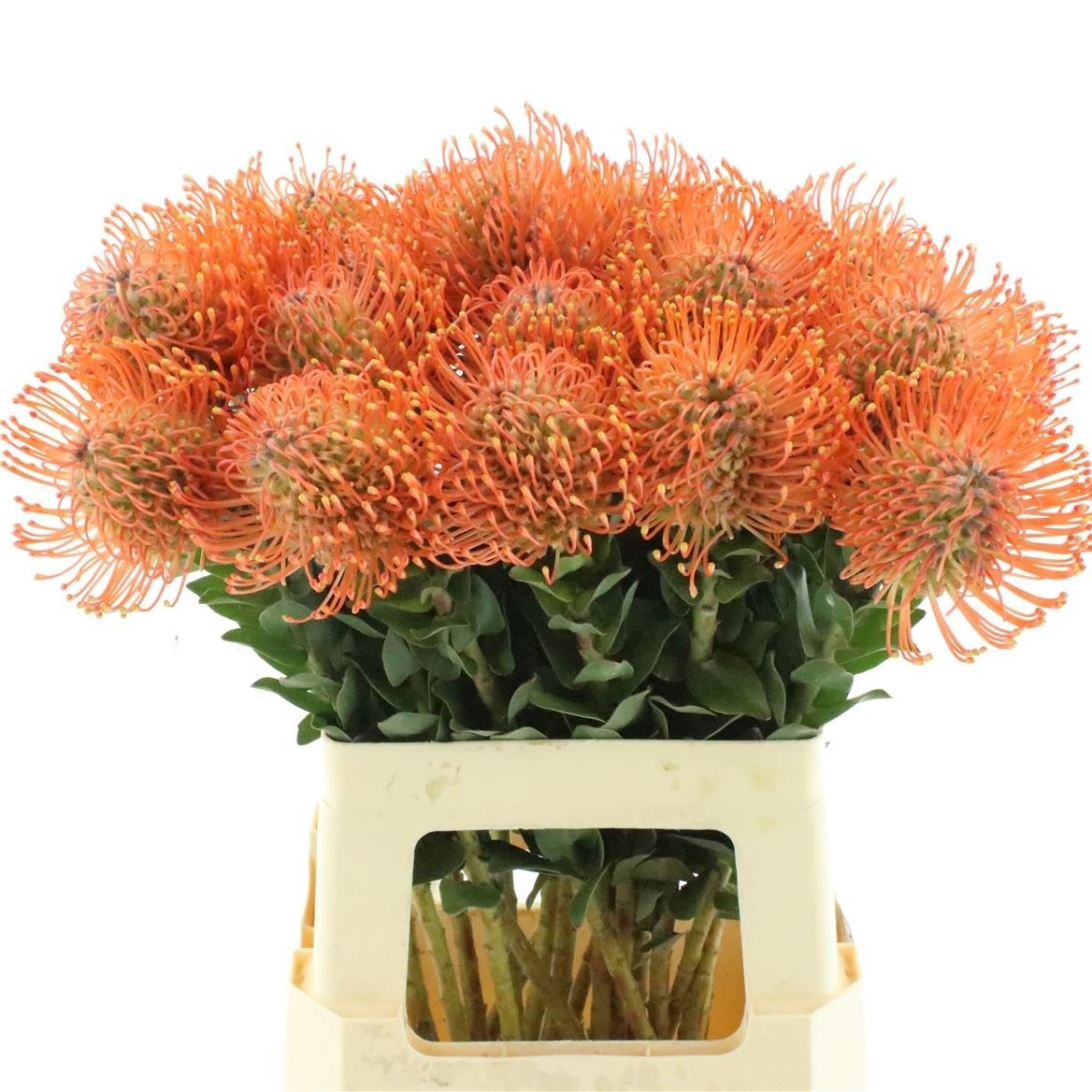 Leuco Ayoba Man Zest 60cm