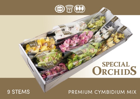 Cymbidium Asst 10bl