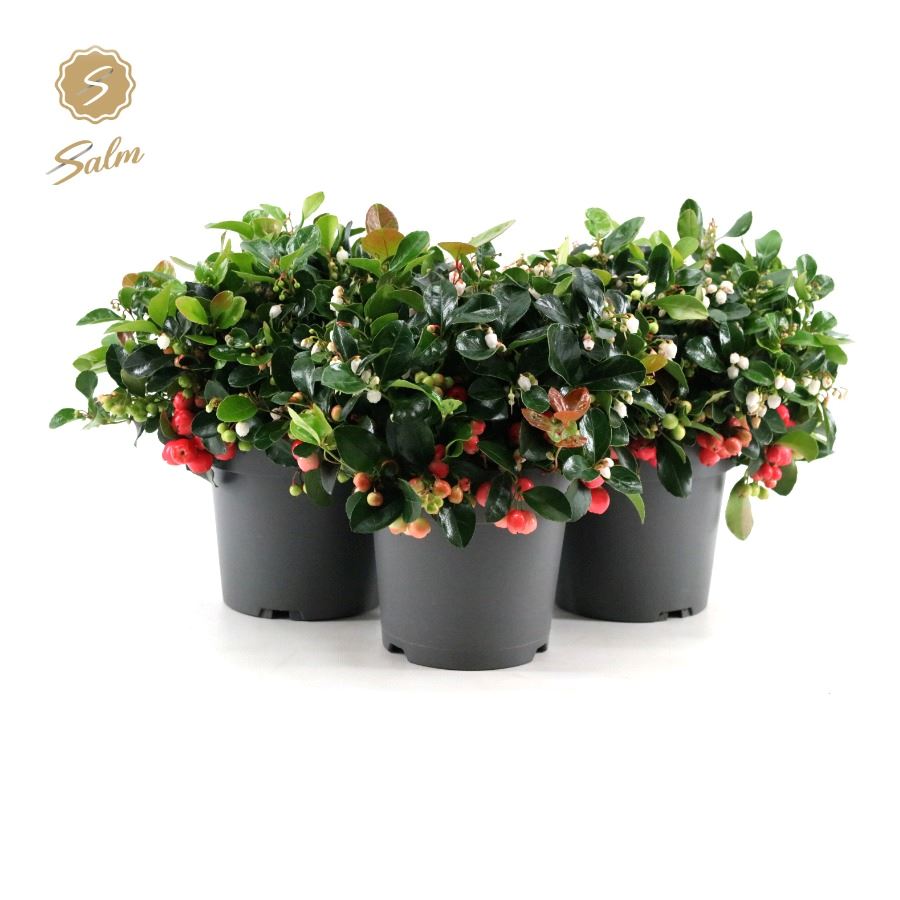 Picture of Gaultheria pr. Big Berry P15