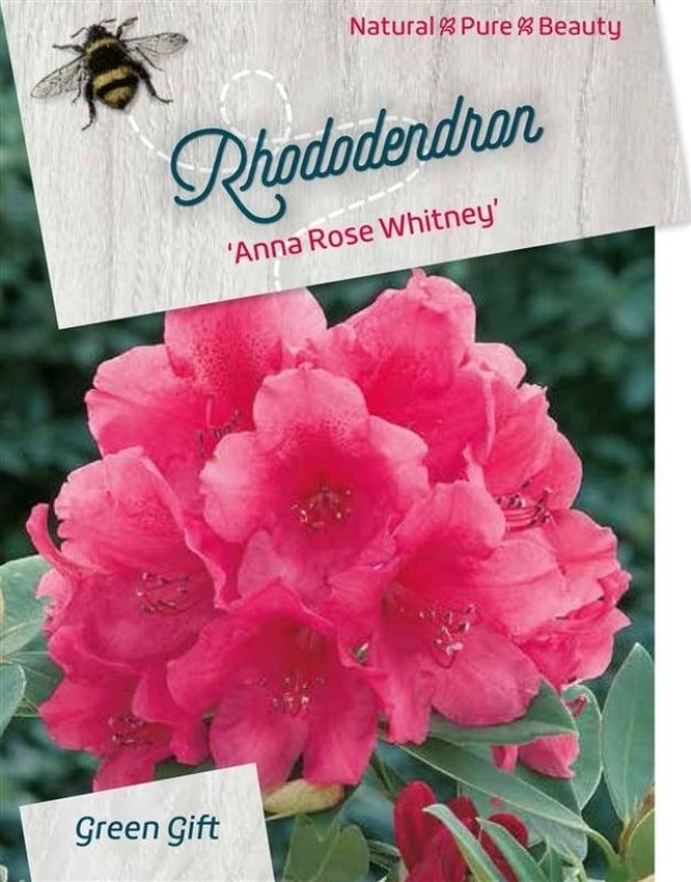 Rhododendron 'anna Rose Whitney'