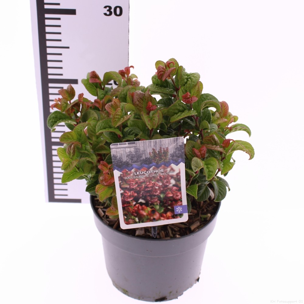 Picture of Leucothoe axillaris 'Curly Red'