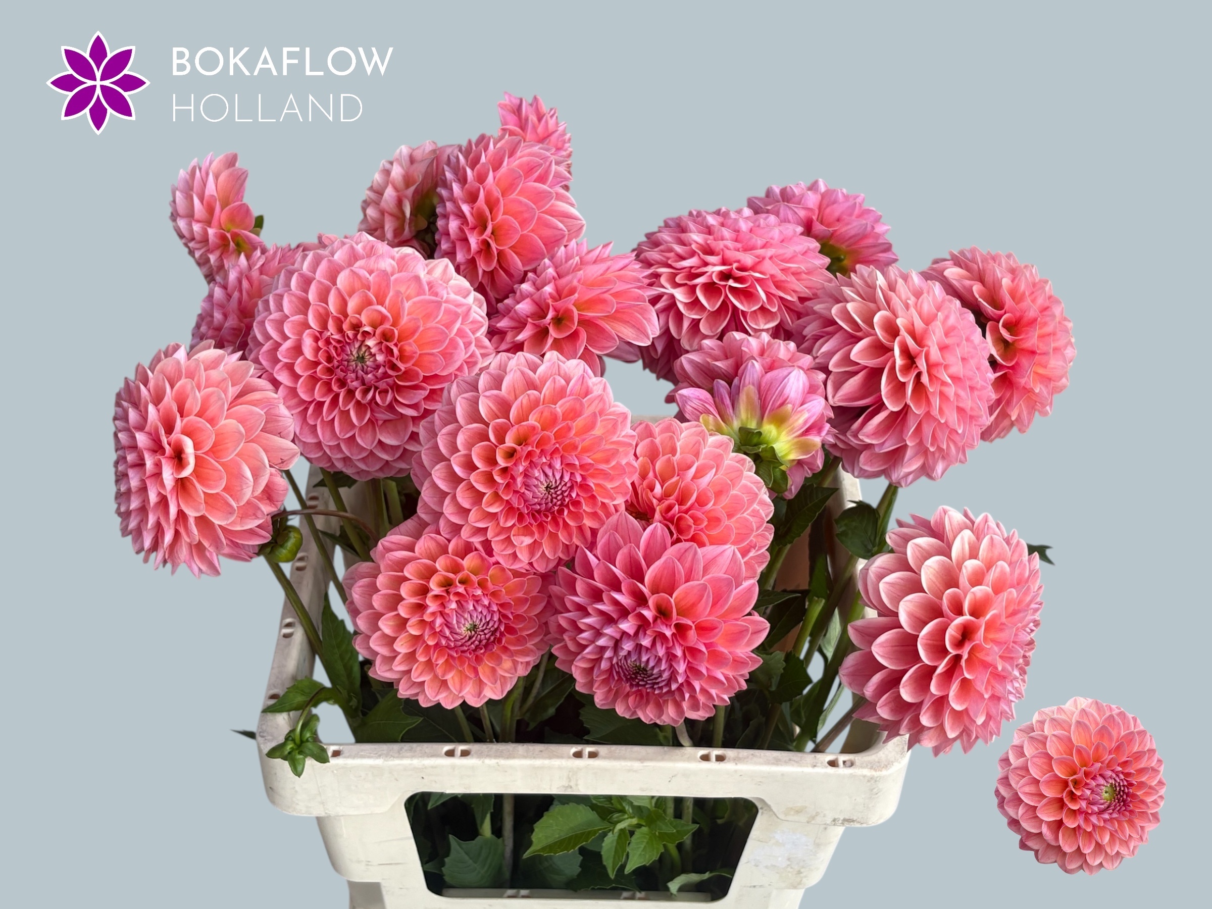 Dahlia Lindas Baby 60cm