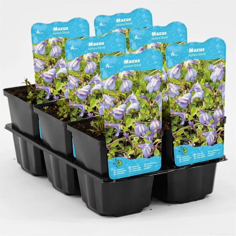 Mazus reptans blauw
