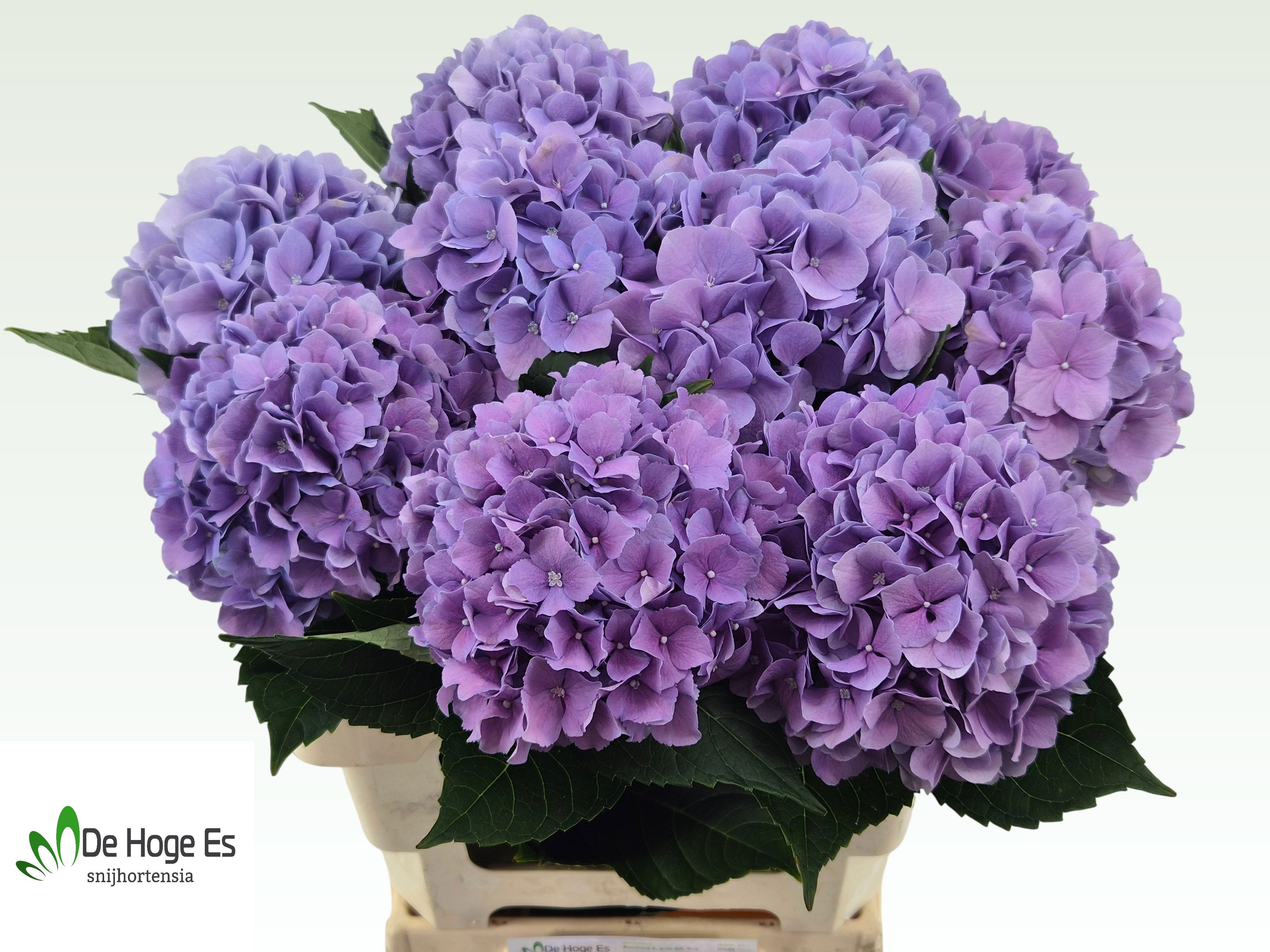 Hydrangea Royal Benefit 60cm 18Ø