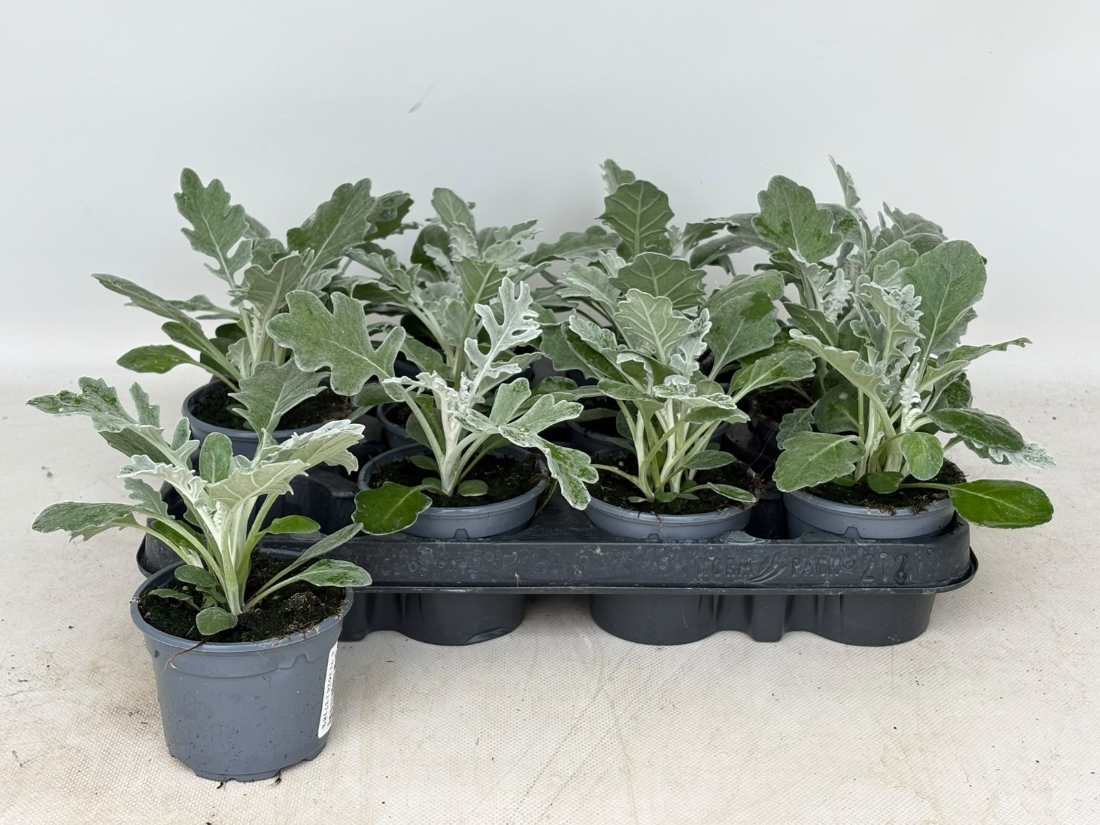 Senecio Quicksilver