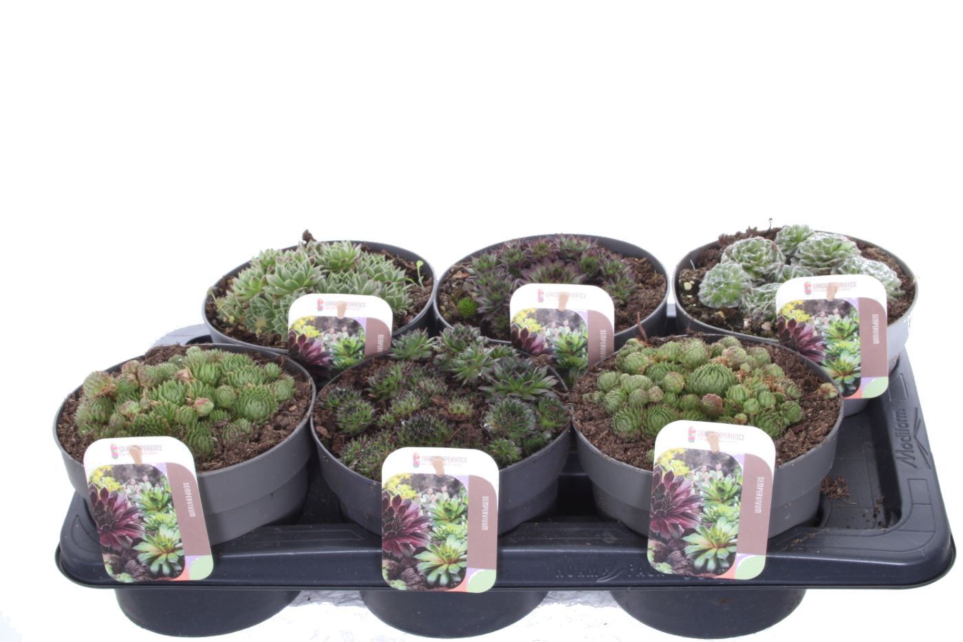 Picture of Sempervivum Mixed