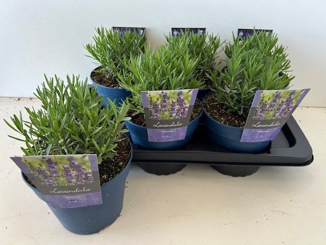 Picture of Lavandula ang. Hidcote