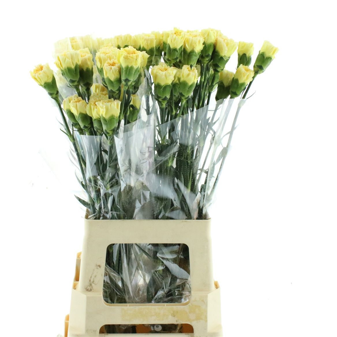 Dianthus St Janeiro 60cm