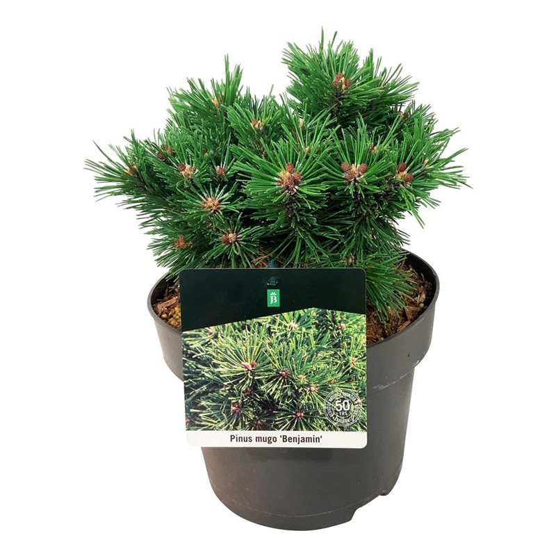 Picture of Pinus mugo 'Benjamin'