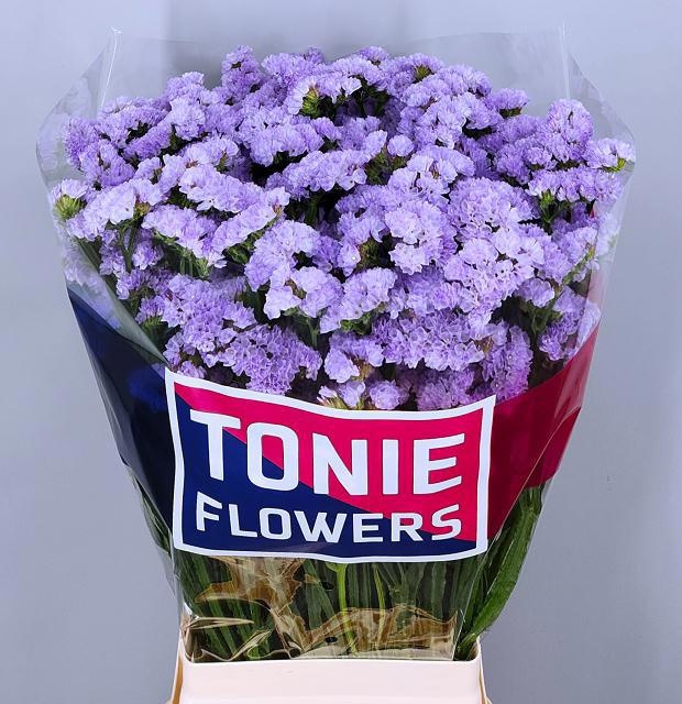 Limonium St Donau Birds 70cm 85gram