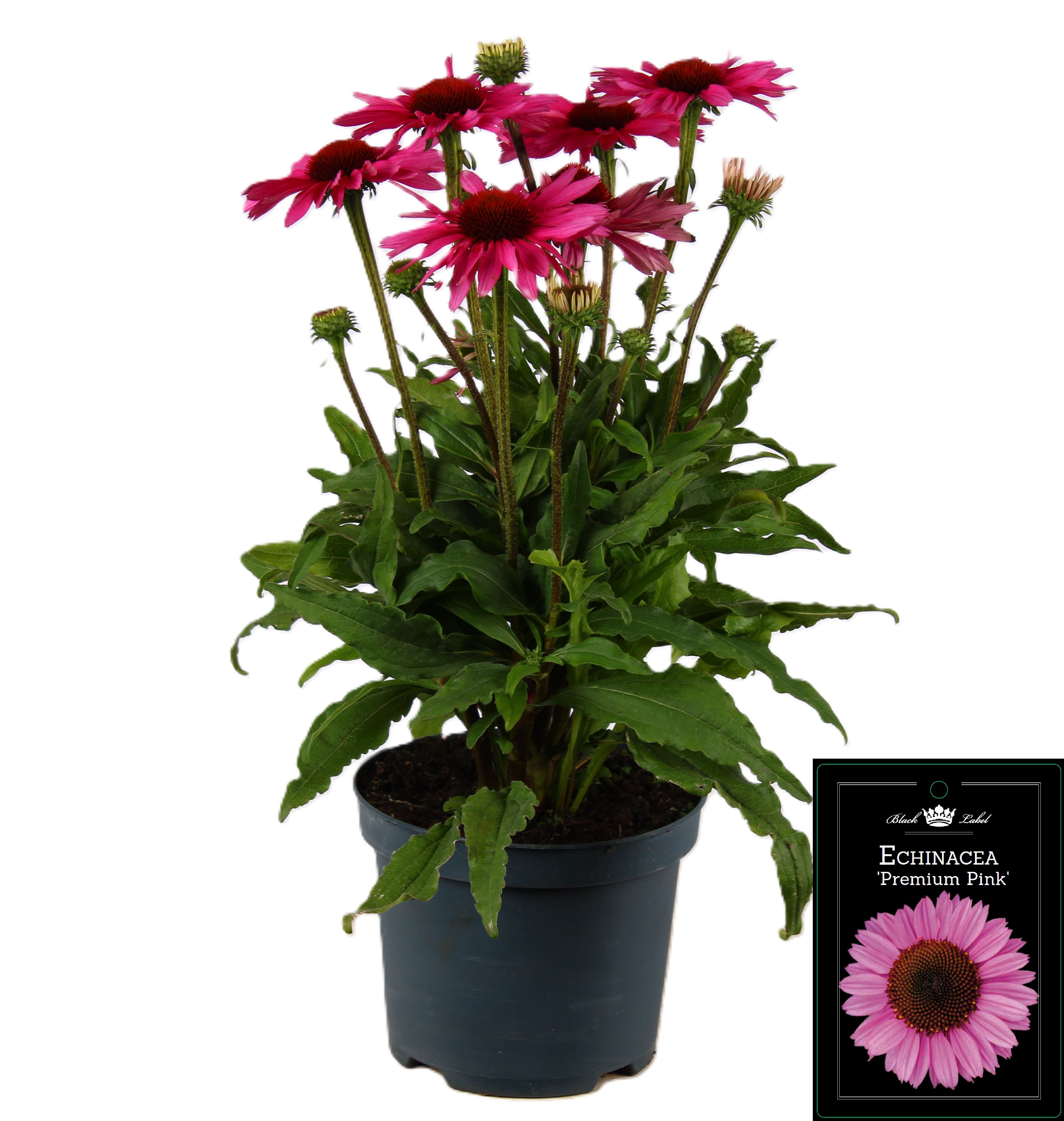 Picture of Echinacea Premium Pink