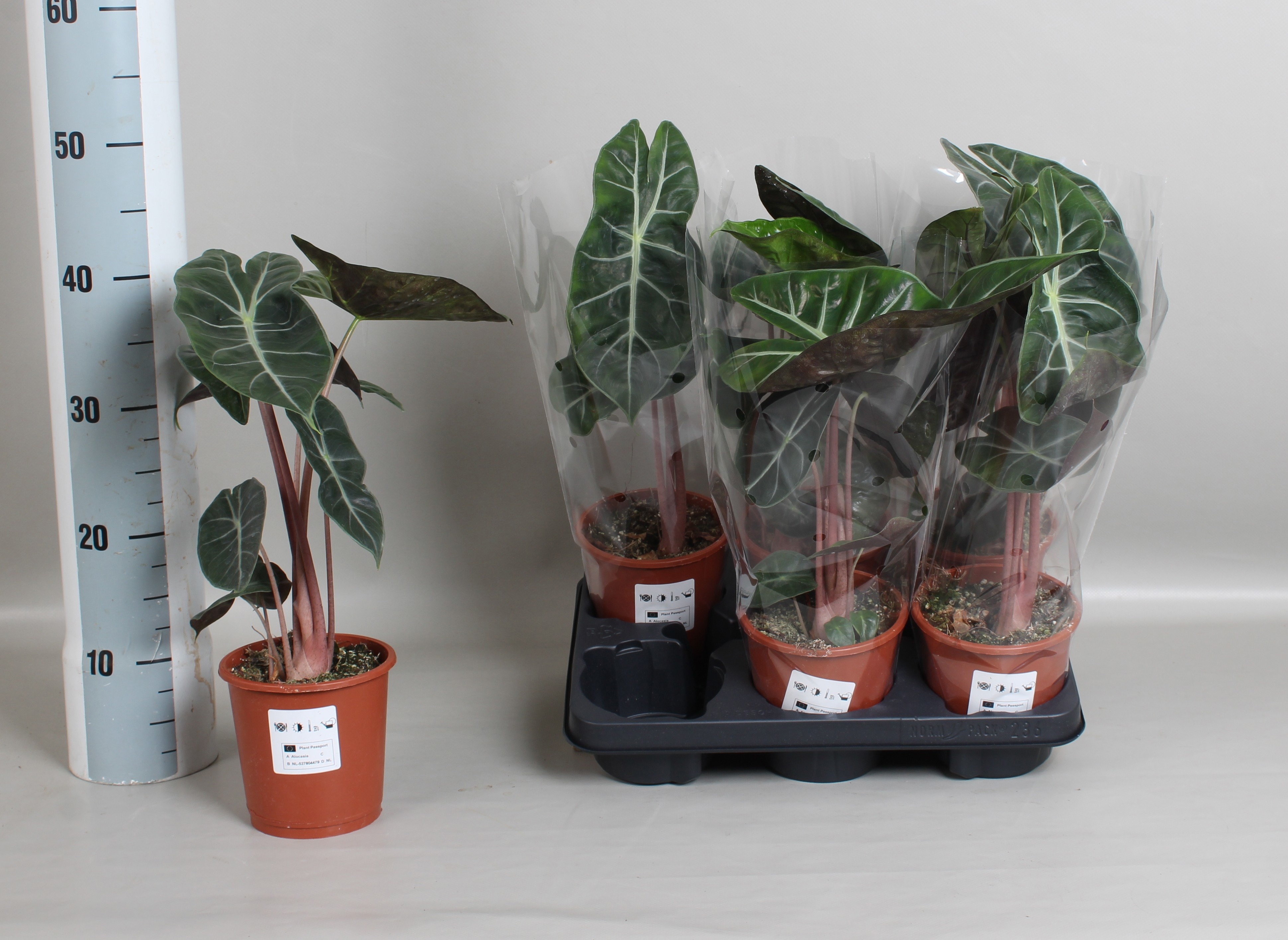 Alocasia Overig 13Ø 40cm