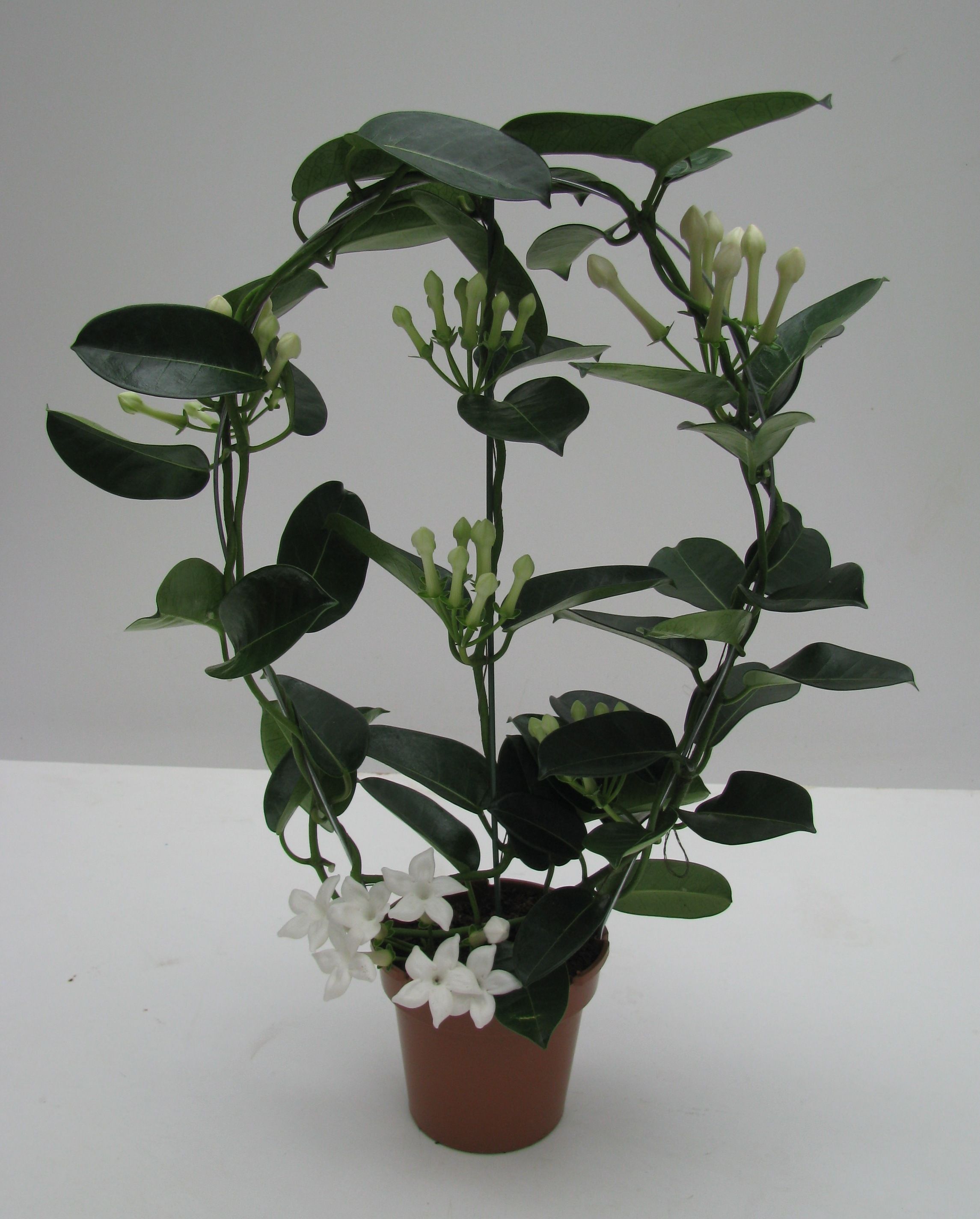 Stephanotis floribunda | Hamiplant