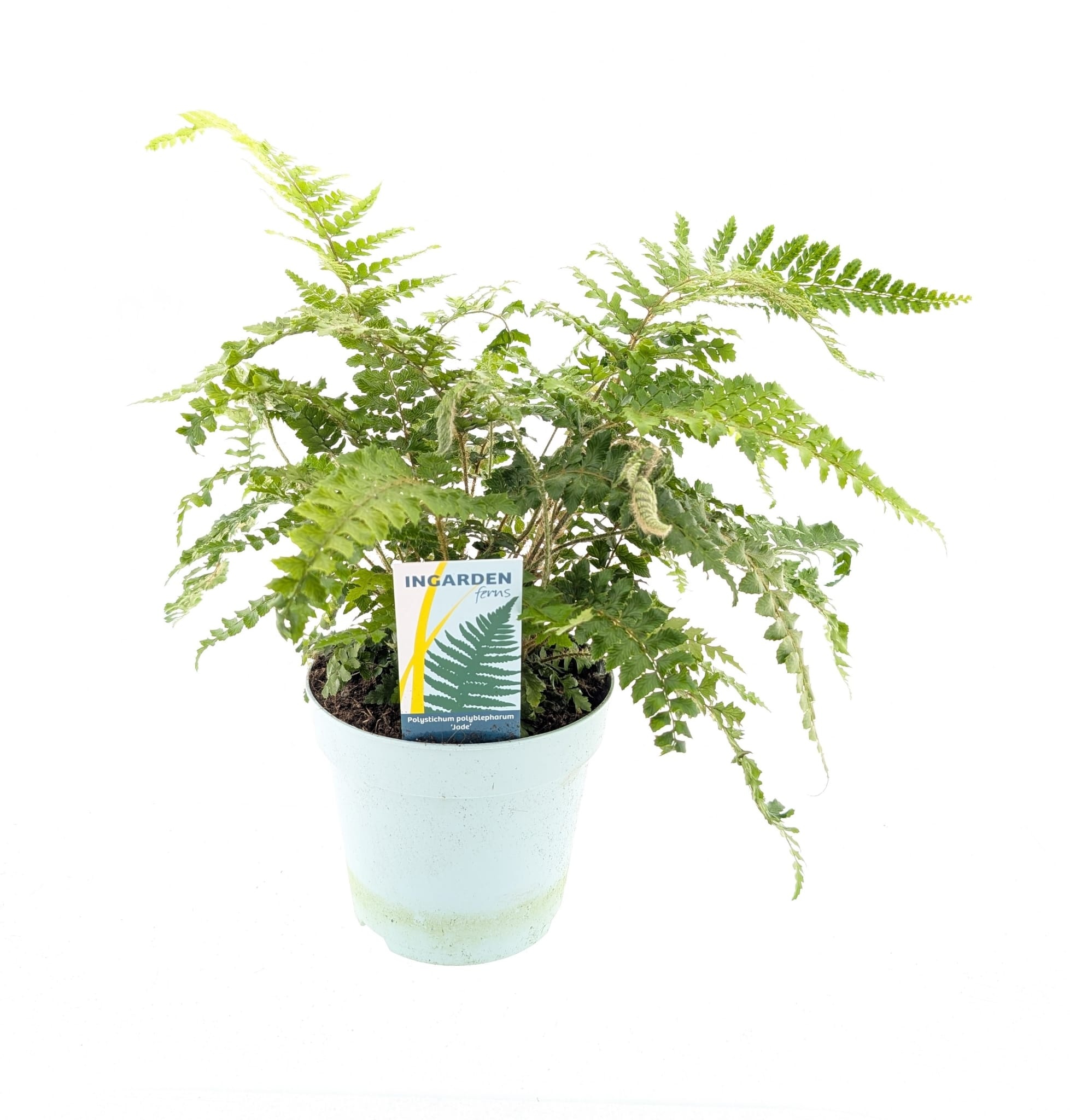 Picture of Polystichum polyblepharum 'Jade'