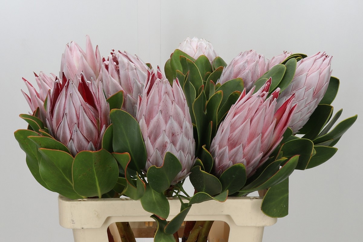Protea Cynaroides 60cm