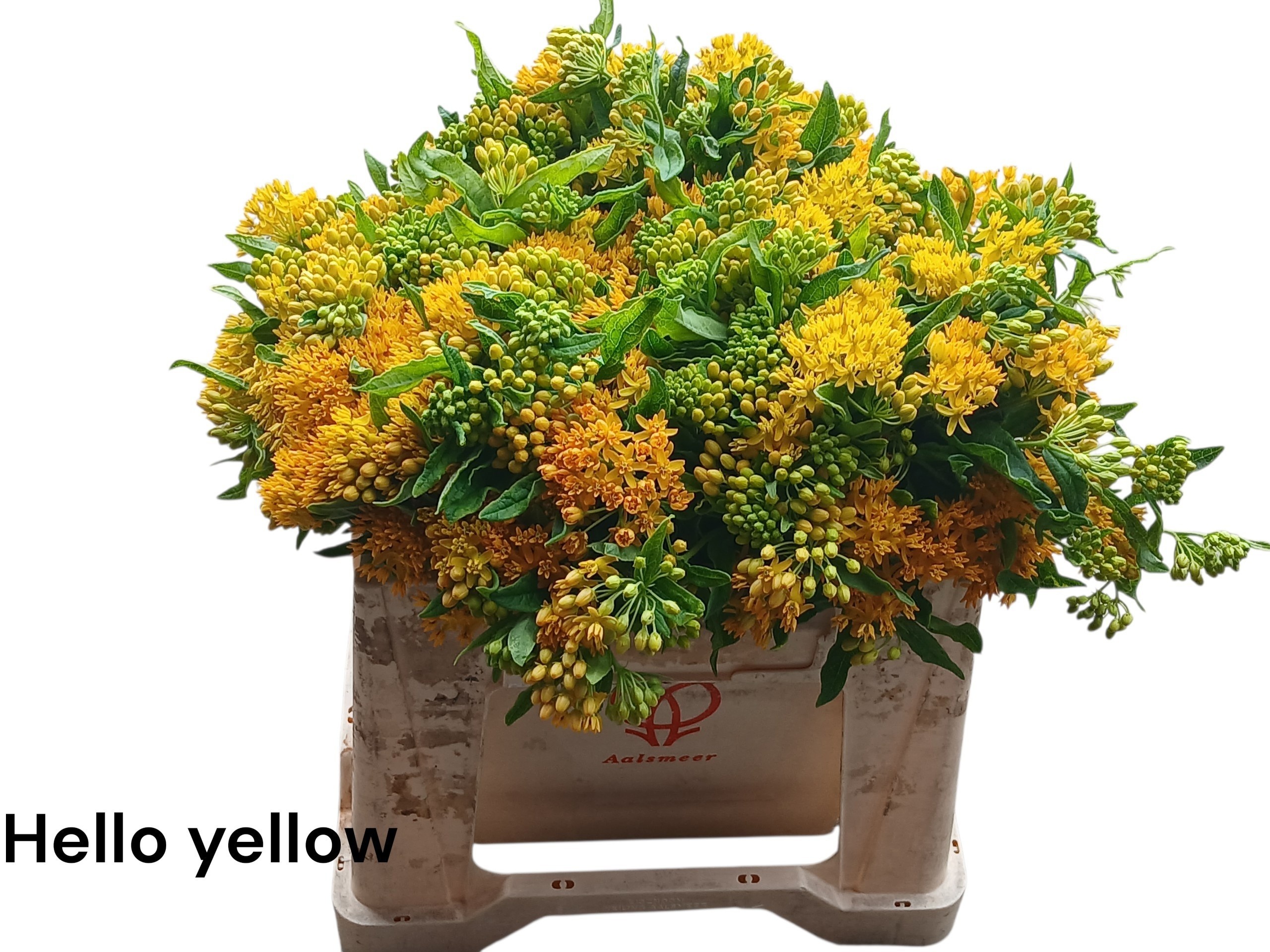 Ascl T Hello Yellow