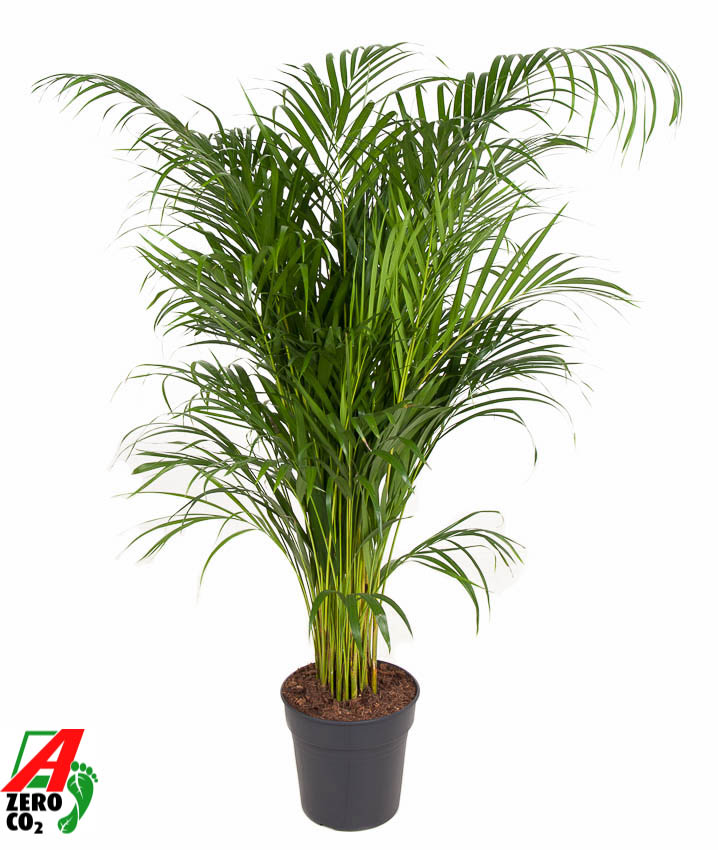 Picture of Dypsis lutescens (Areca) P24 130CM (LOOSE)