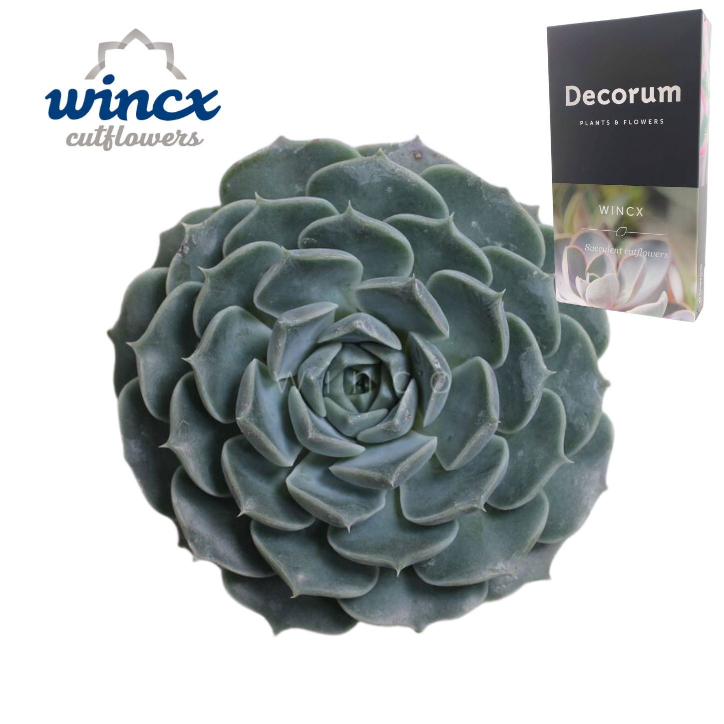 Echeveria Haylina Cutflower