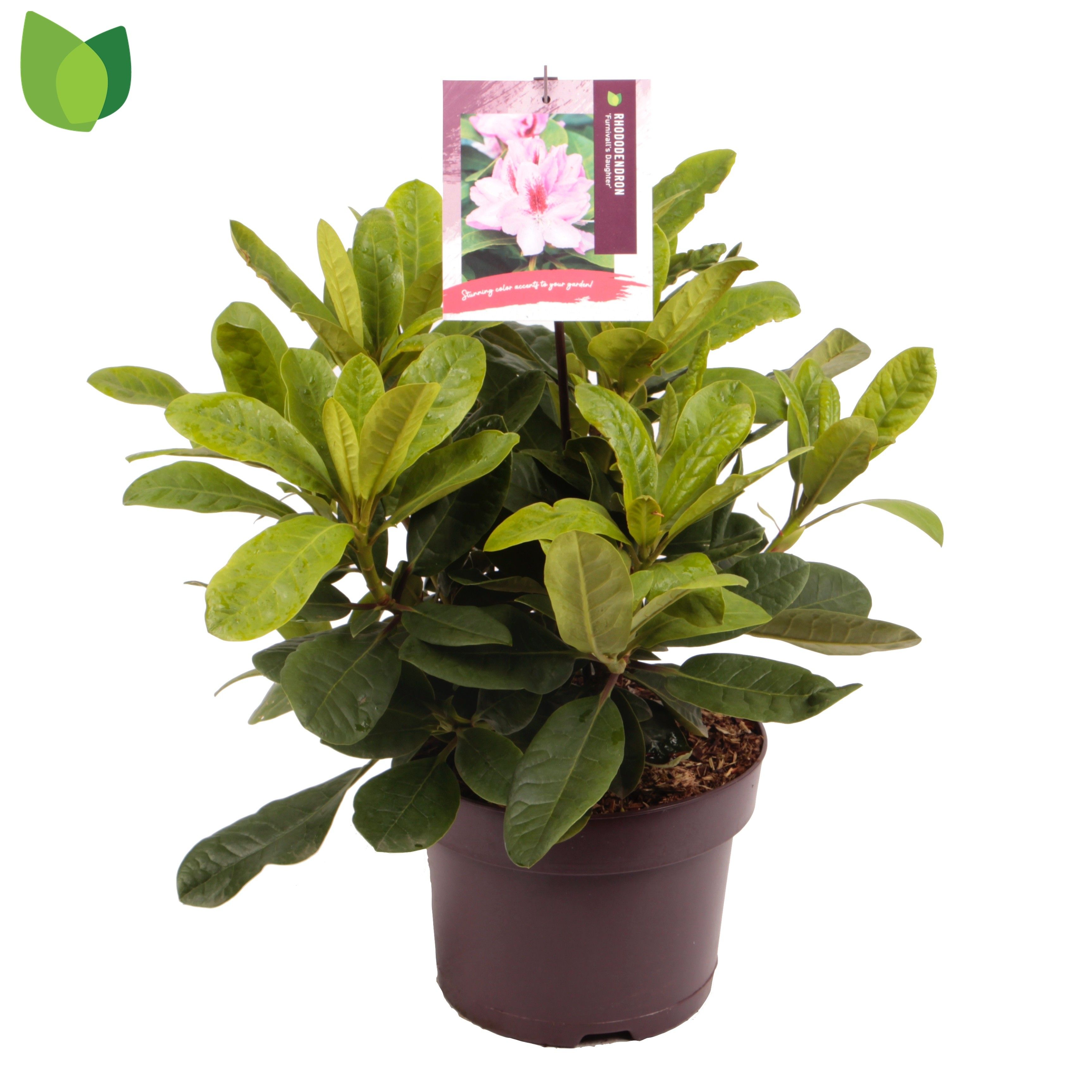 Rhododendron 'Furnivall's Daughter'