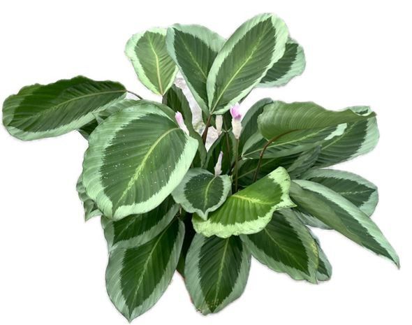 Calathea flowering Bicajoux Gecko | Hamiplant