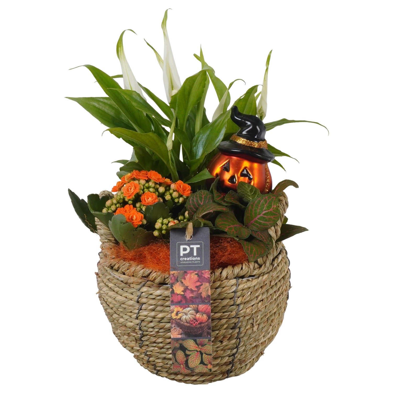 Picture of PTHL1928 Arrangement Halloween in grass basket P15 30CM