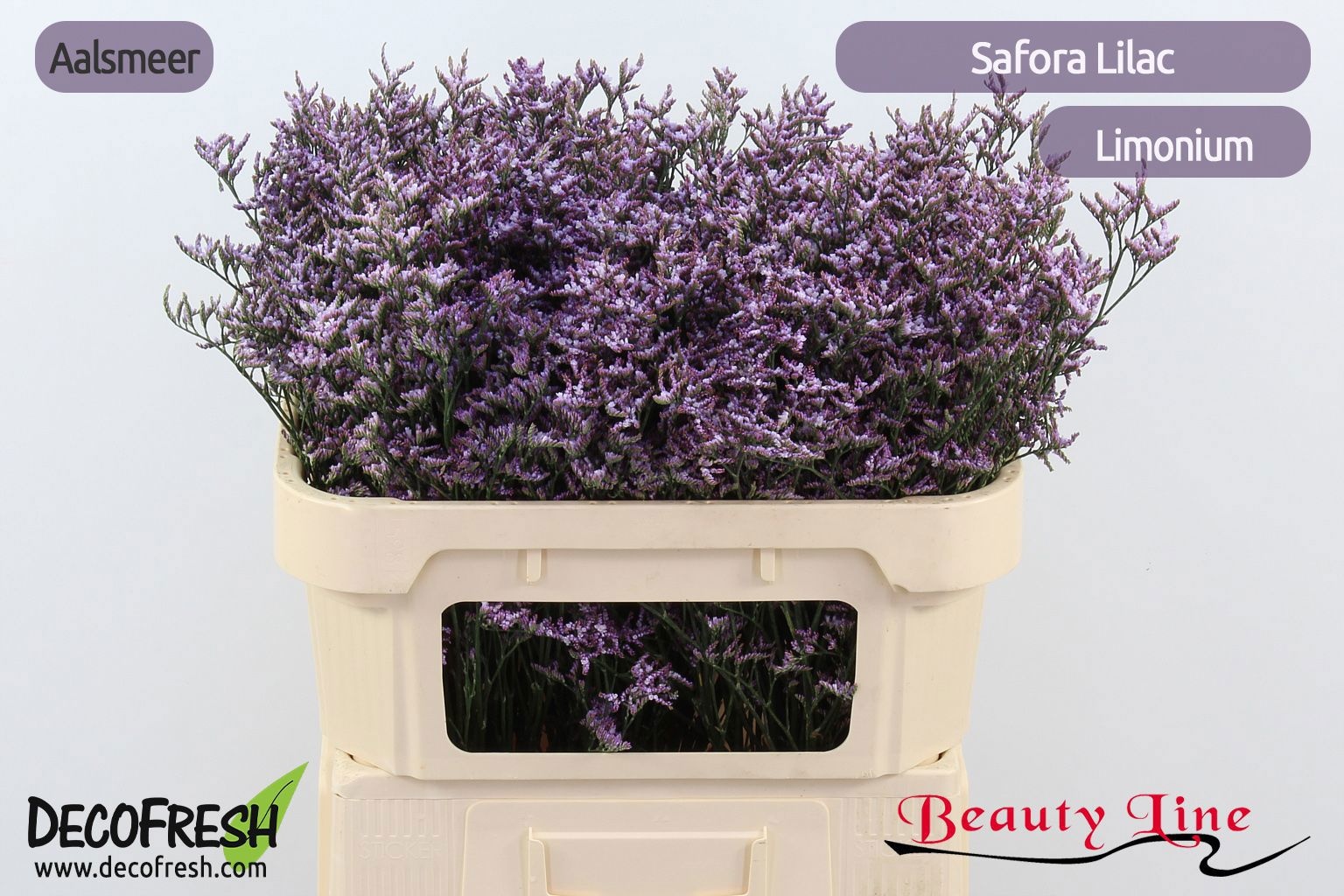 Limonium Lilac 70cm 20gram