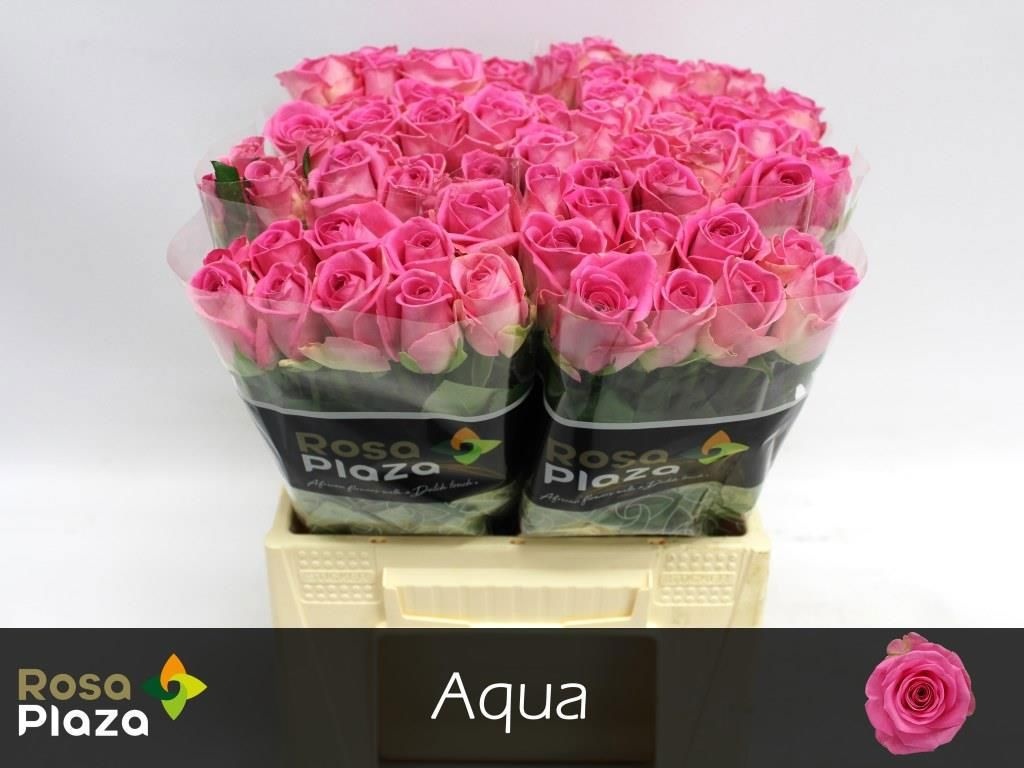 R Gr Aqua!