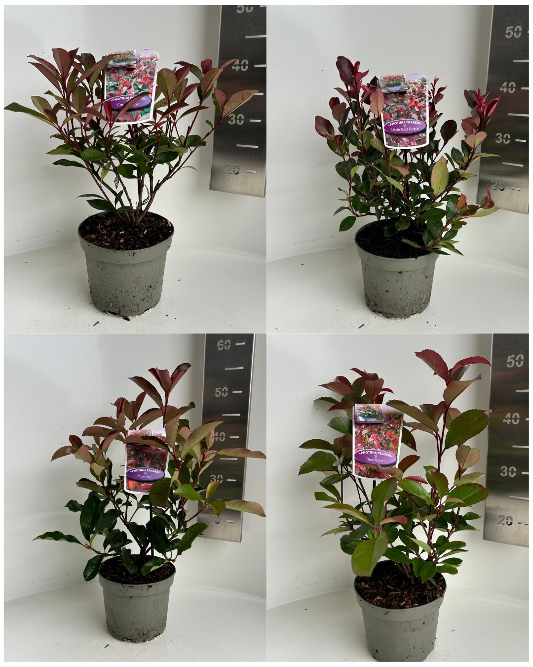 Picture of Photinia mix (minimum order one layer)