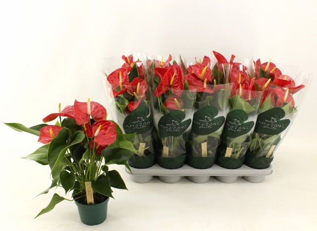 Anthu Vulcano 12Ø 40cm