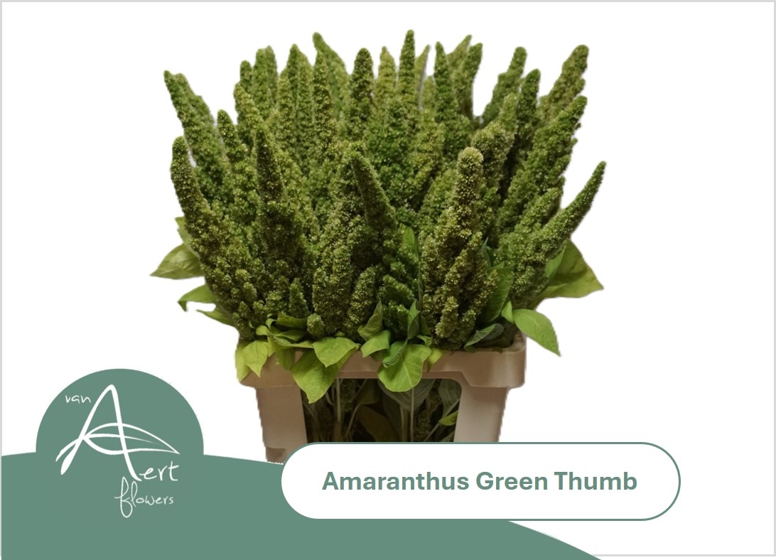 Amar Green Thumb