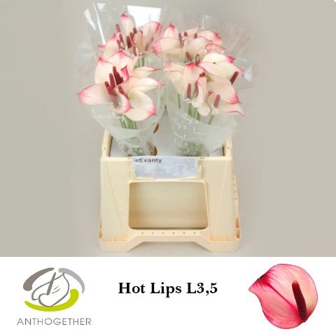 Anth Pr Ama Hot Lips