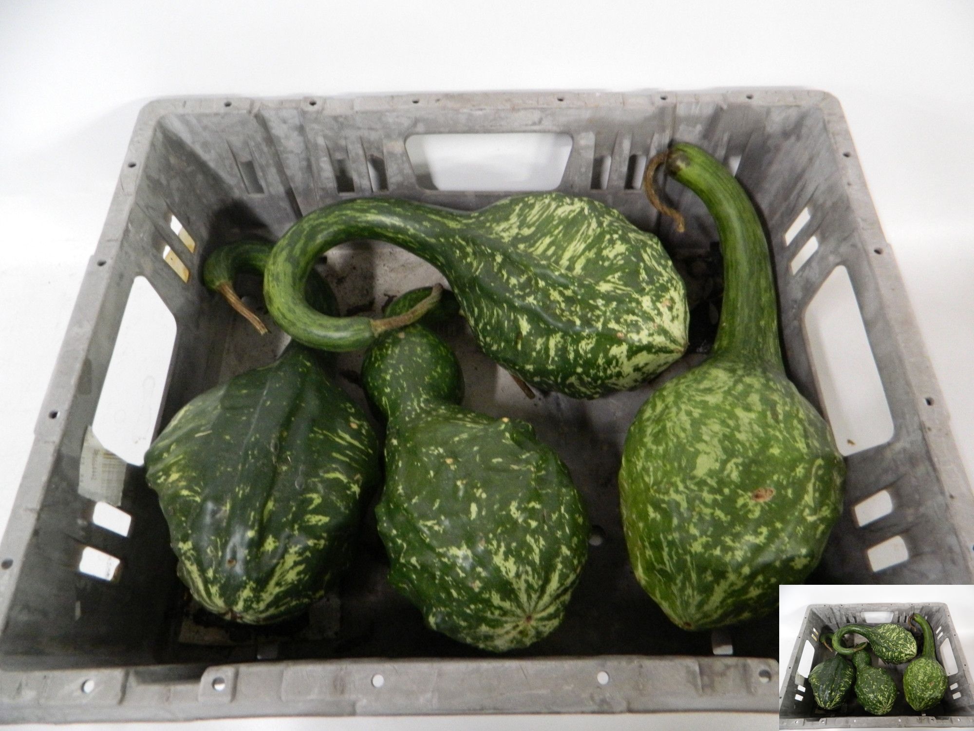 Cucurbita Orange (PUMPKIN)