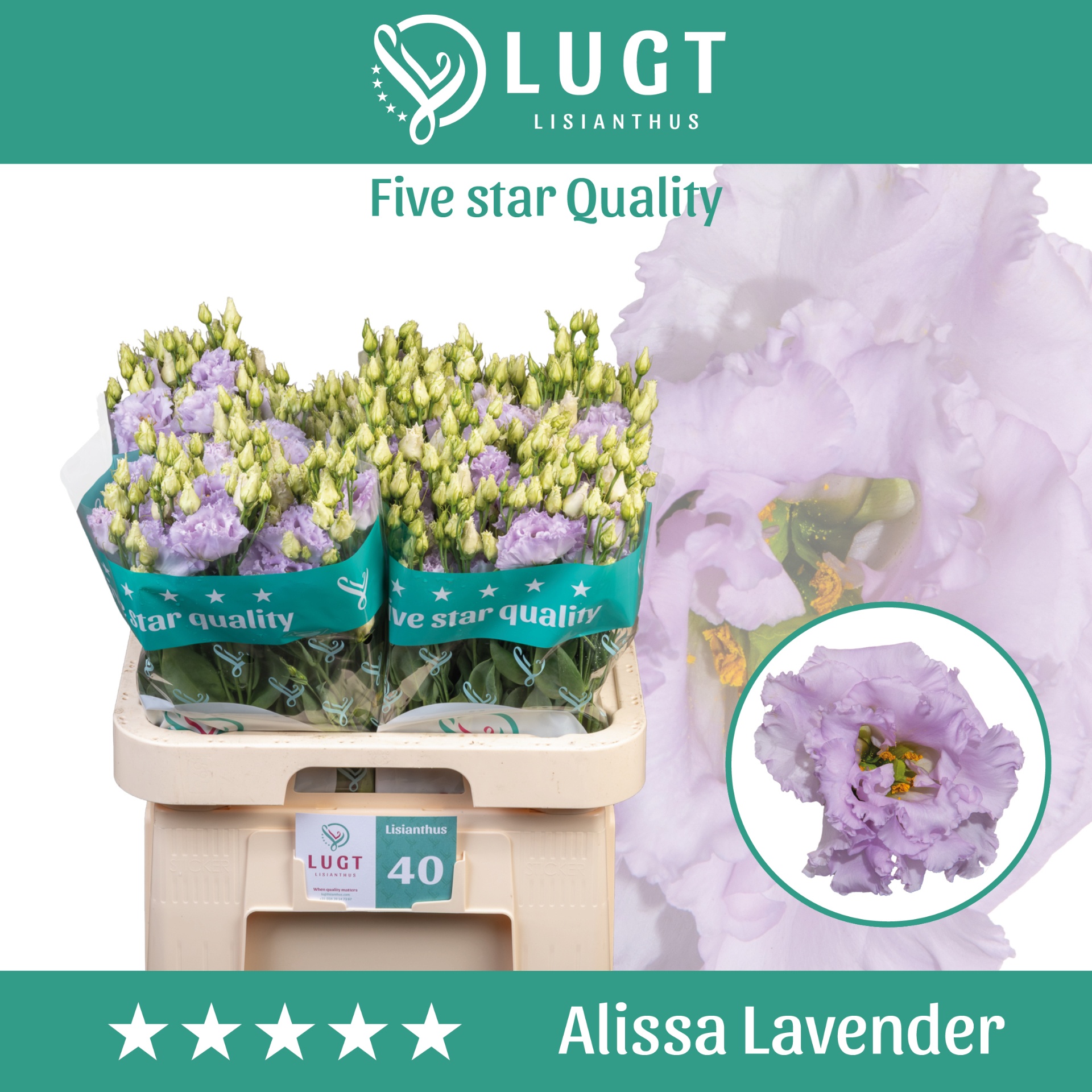 Eus G Alissa Lavende