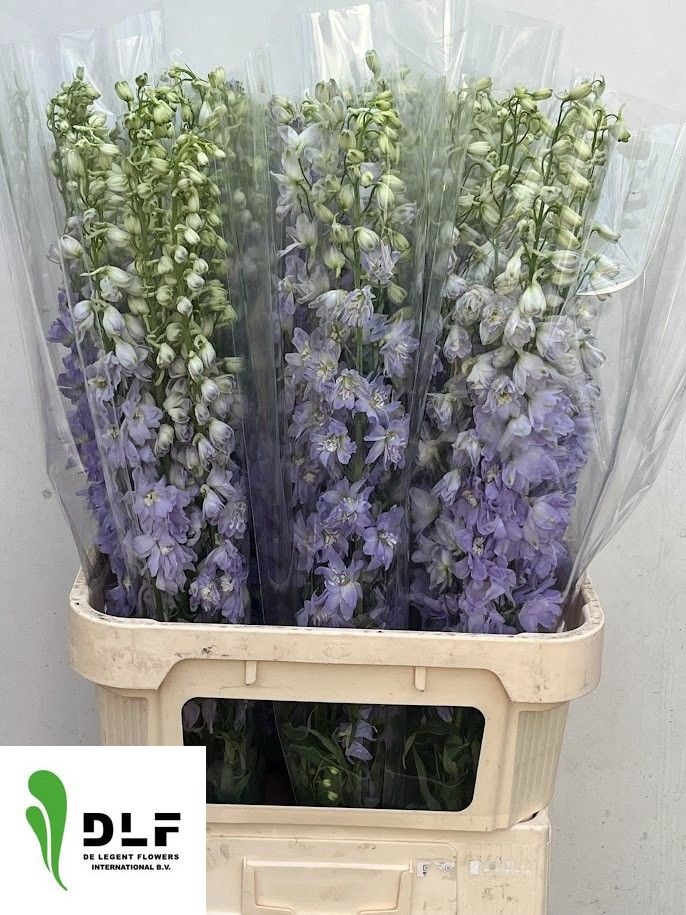 Delphinium Magic Fount La 90cm