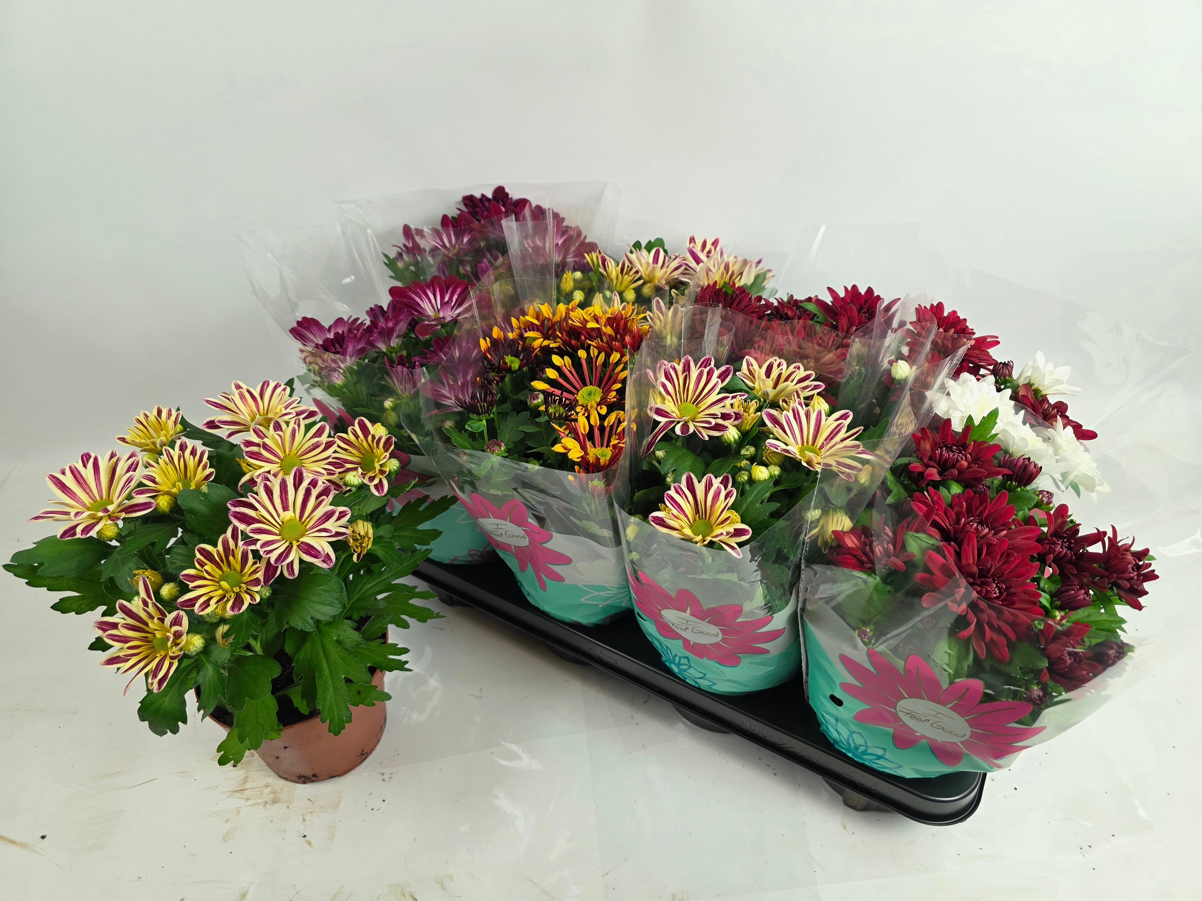 Chrys Gemengd 5 Kleu 14Ø 29cm