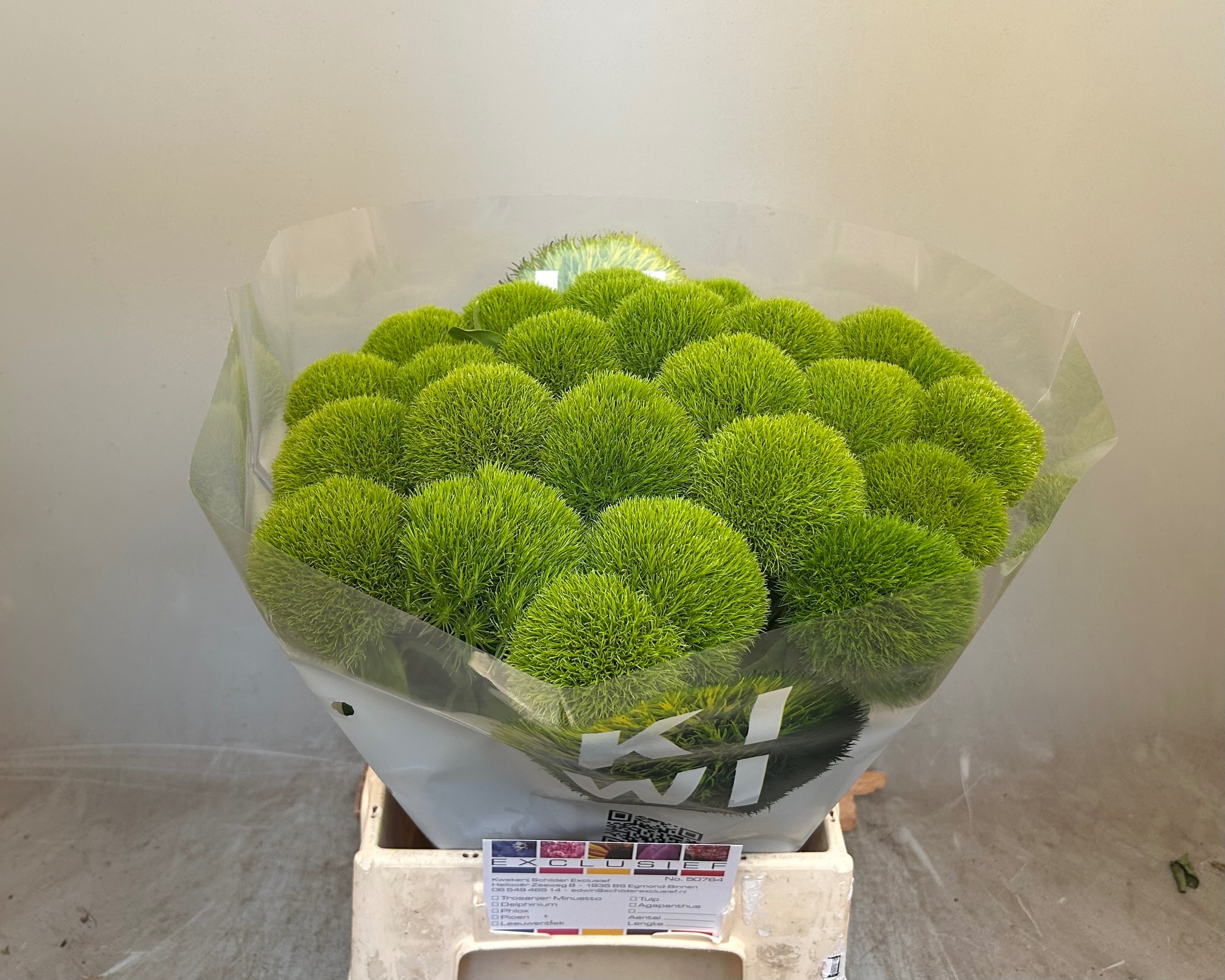 Dianthus Barb Kiwi Cool 50cm