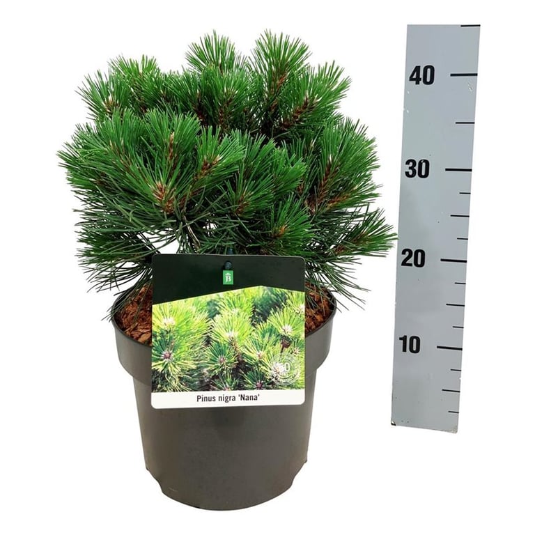 Picture of Pinus nigra 'Nana'