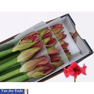 Hipp Ga Isabella 4bl