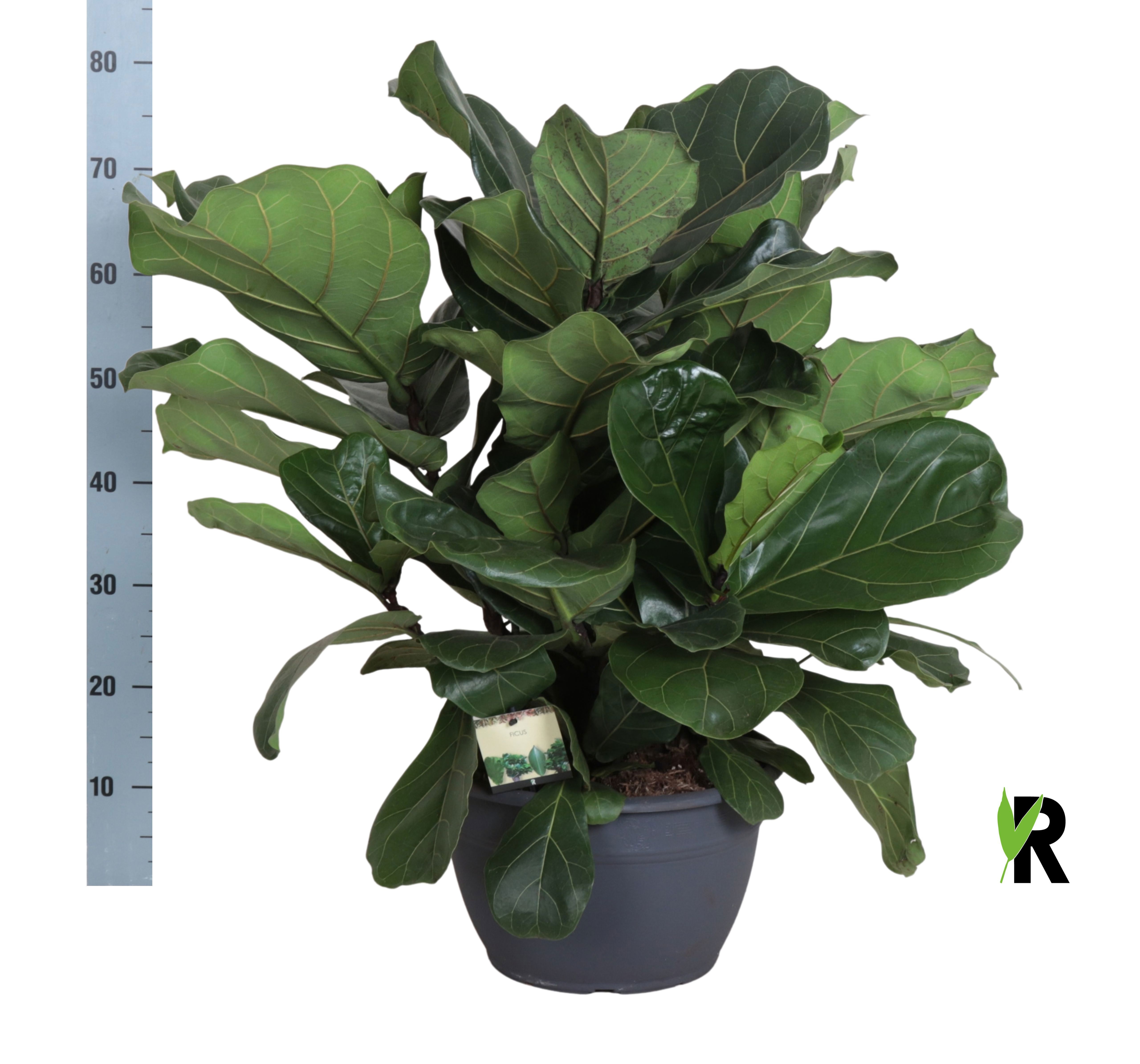 Ficus Lyrata 30P 80H 1stek