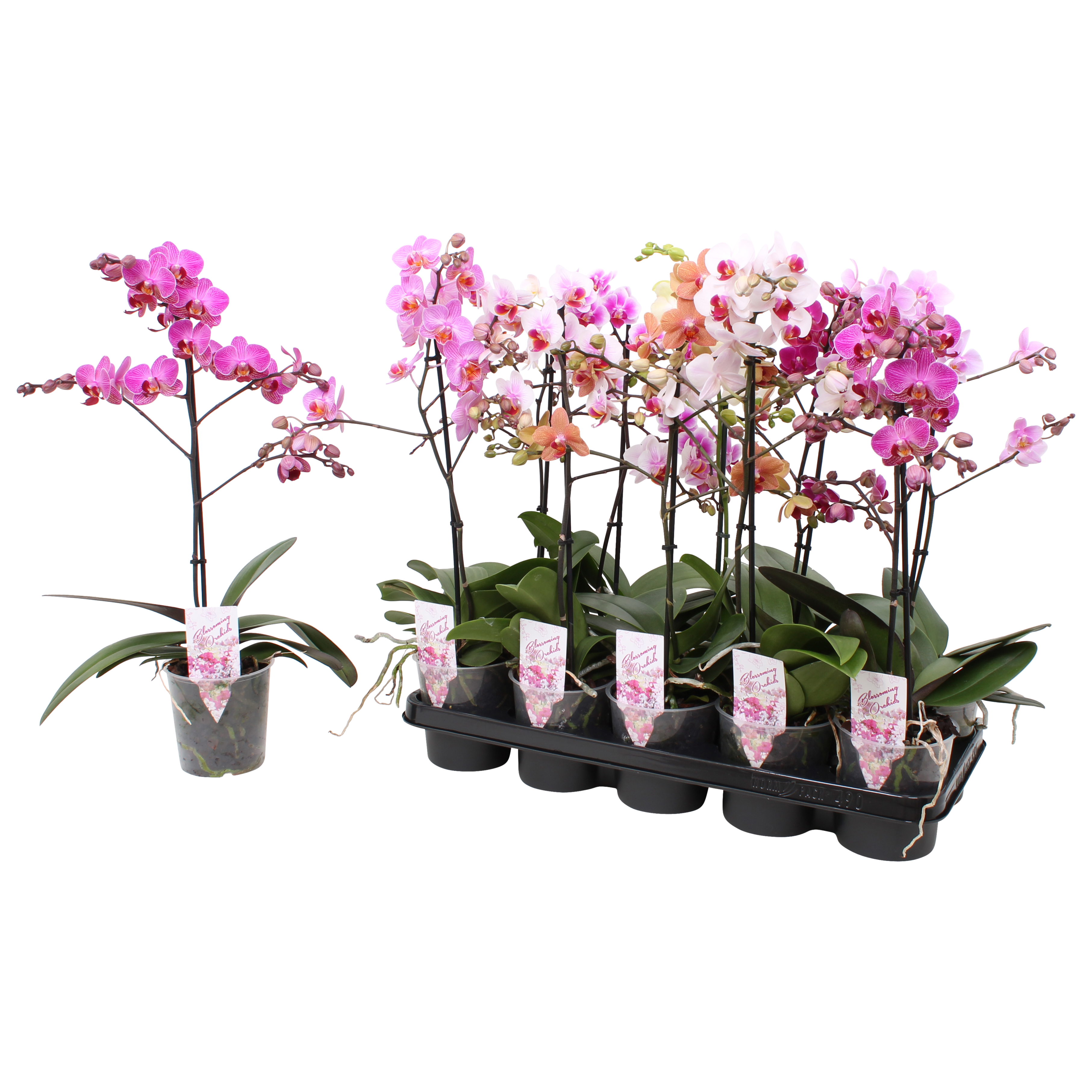 Picture of Phalaenopsis hybrid varieties in 4 Colours P12 1 spike branched 12+ flowers height 47 cm