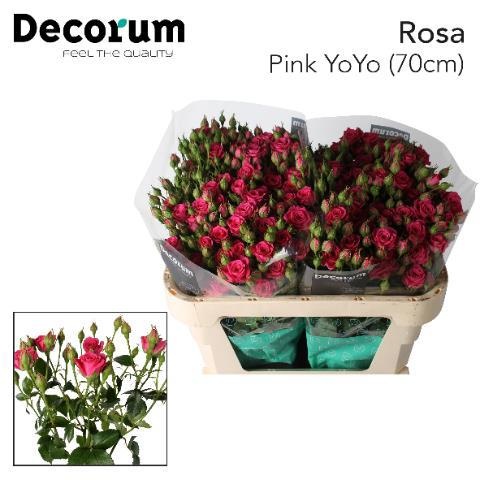 Rosa Spr Pink Yo-yo 70cm