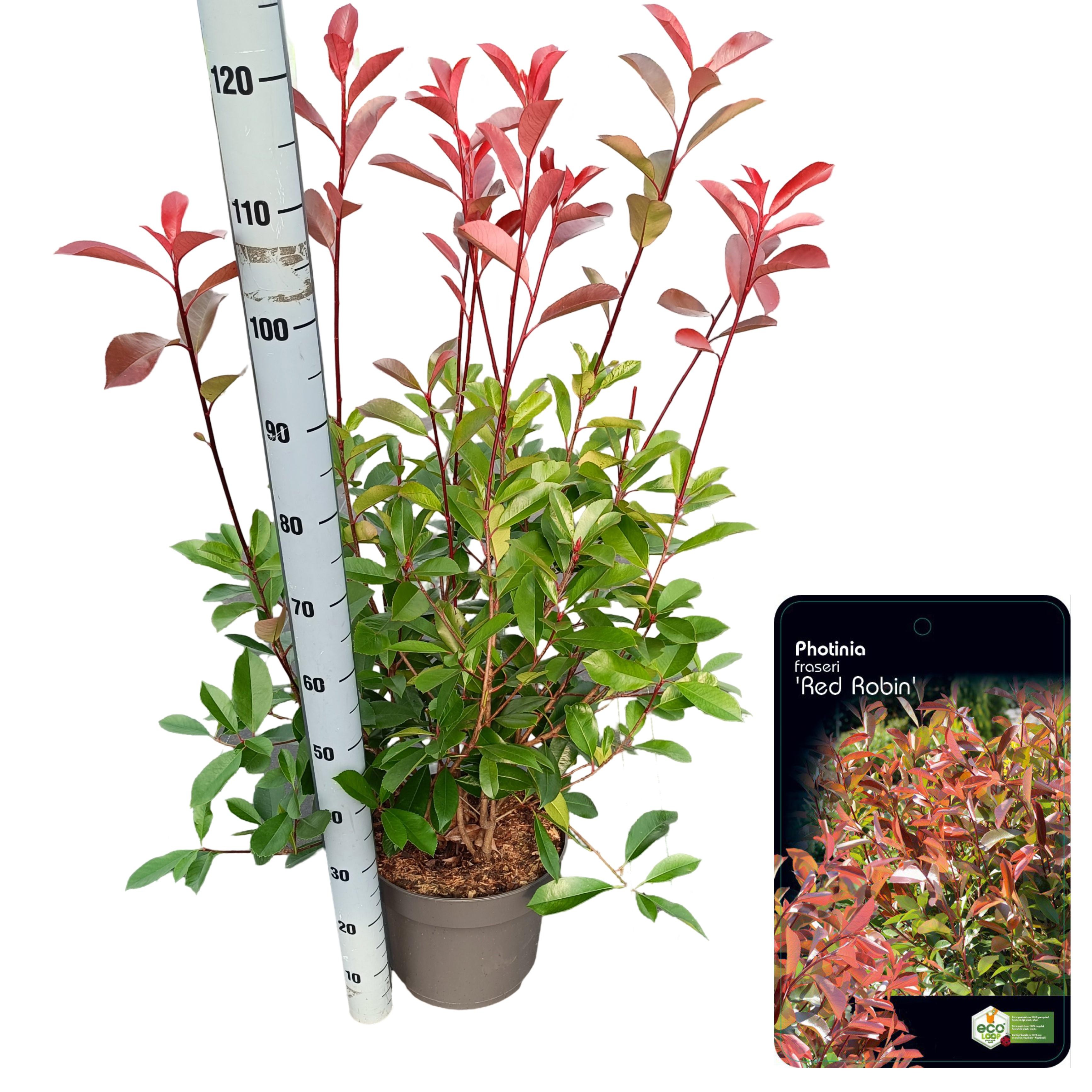 Picture of Photinia fraseri 'Red Robin' C10