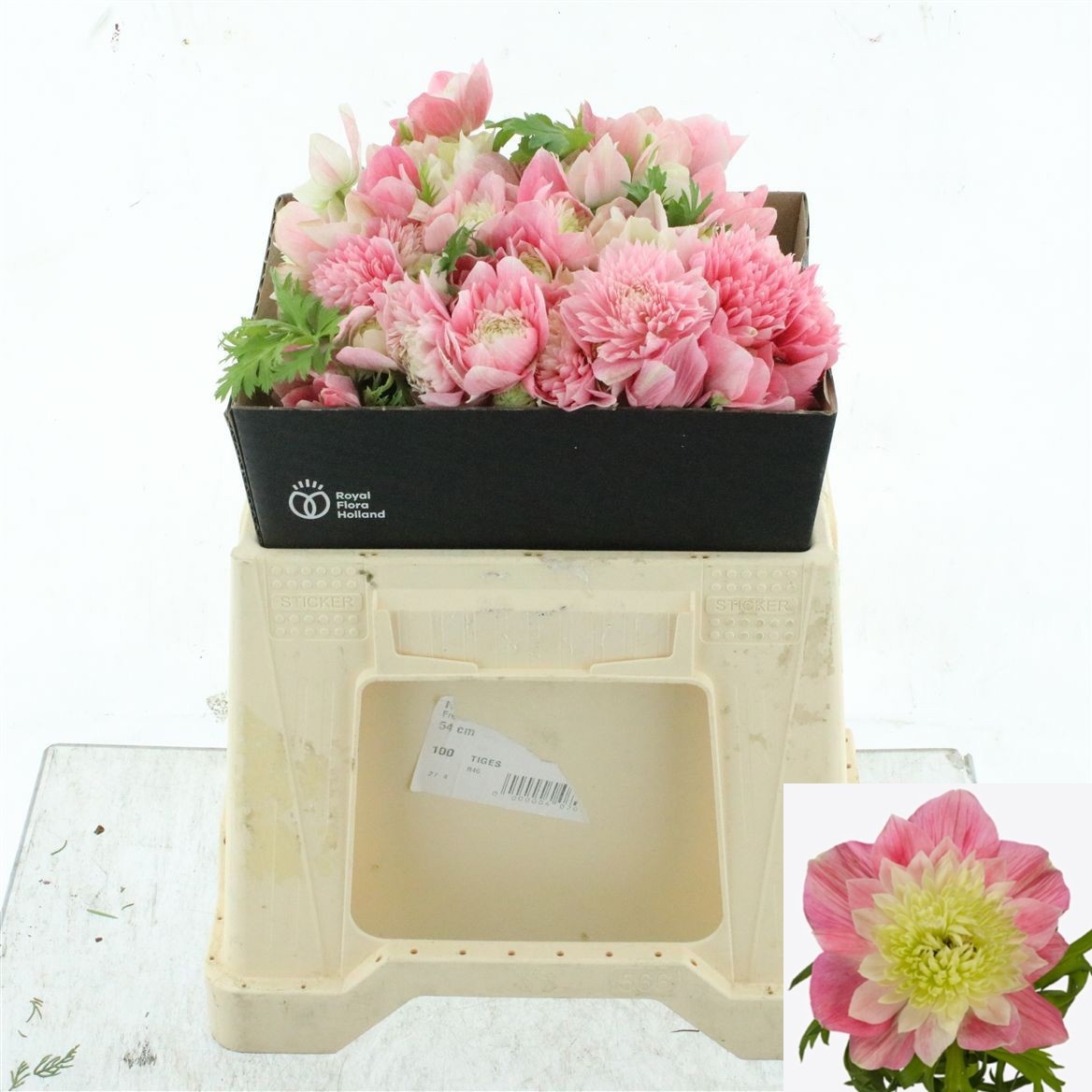 Anemone Levante Rosa 35cm