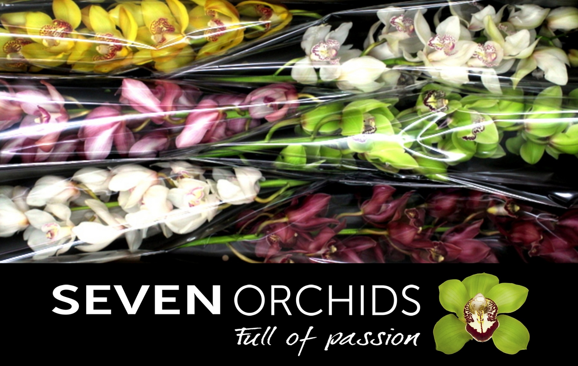 Cymbidium Asst 13bl