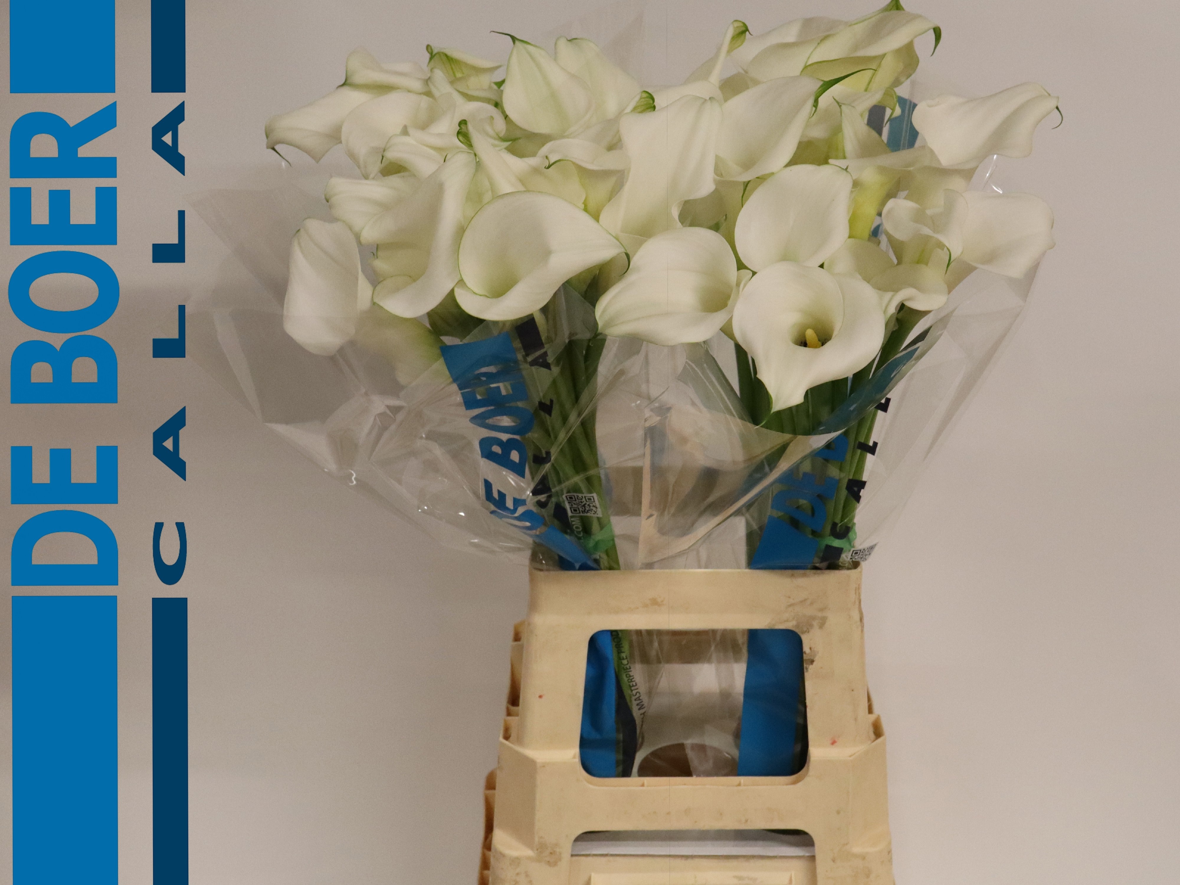 Calla Pure Art 70cm
