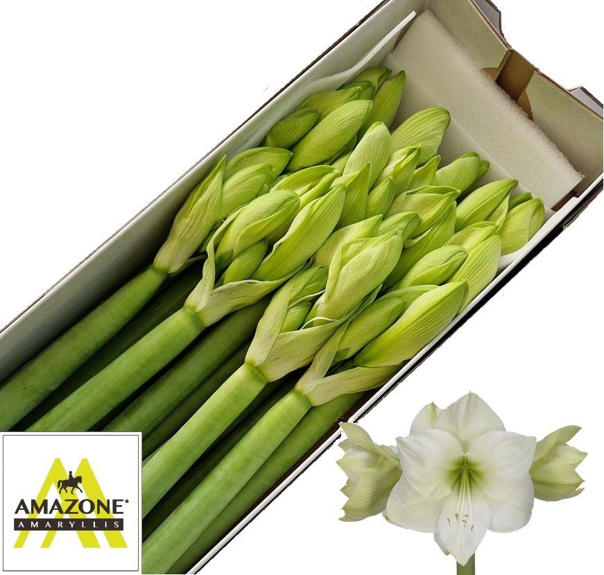 Hippeastrum Casa Blanca 5bl