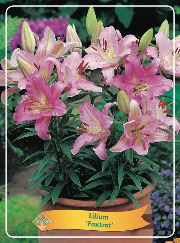 Picture of Lilium mix 6x10 srt. per shelve P11