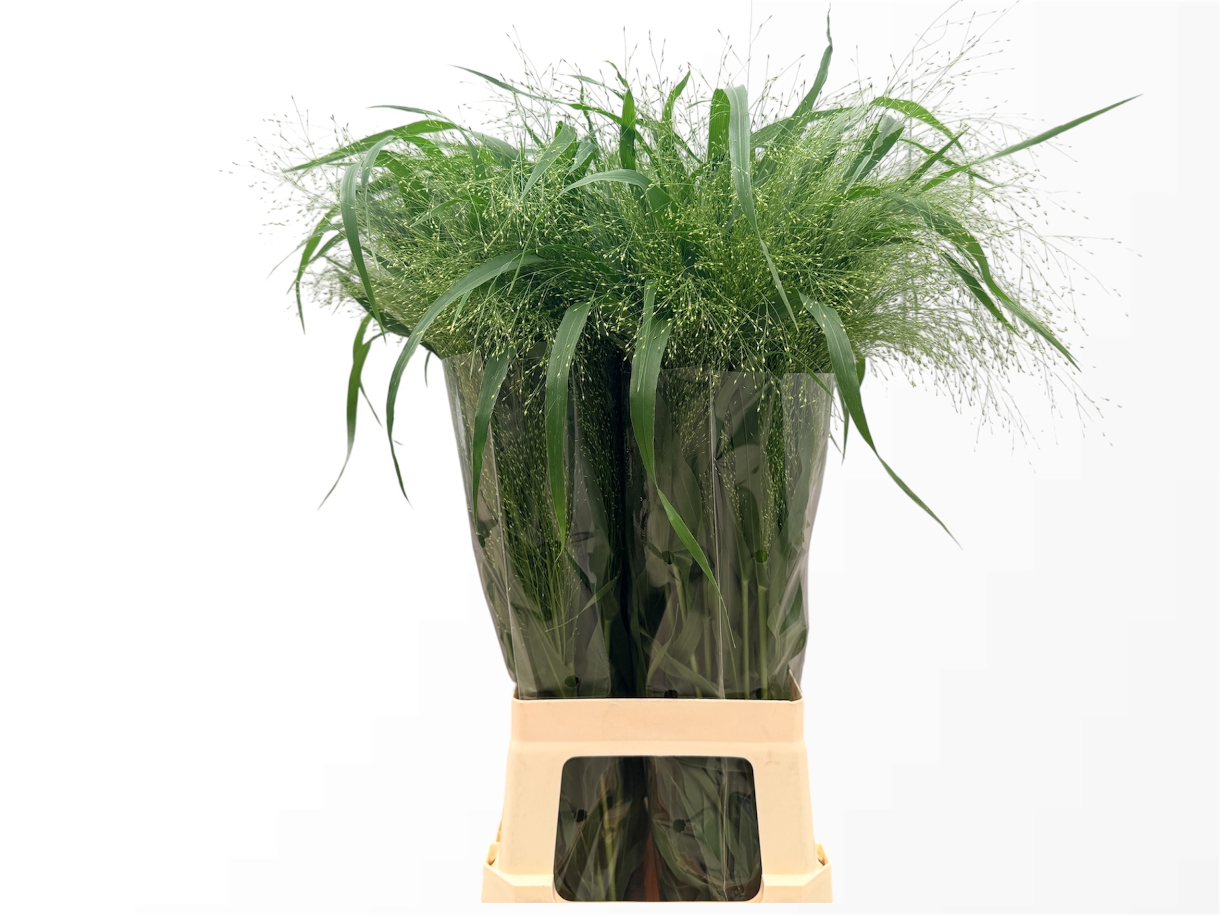 Panicum Fountain 80cm