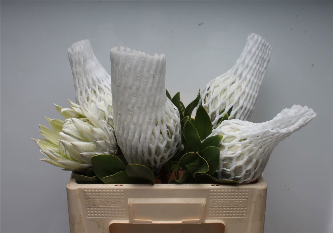 Protea Cy Arctic Ice 50cm